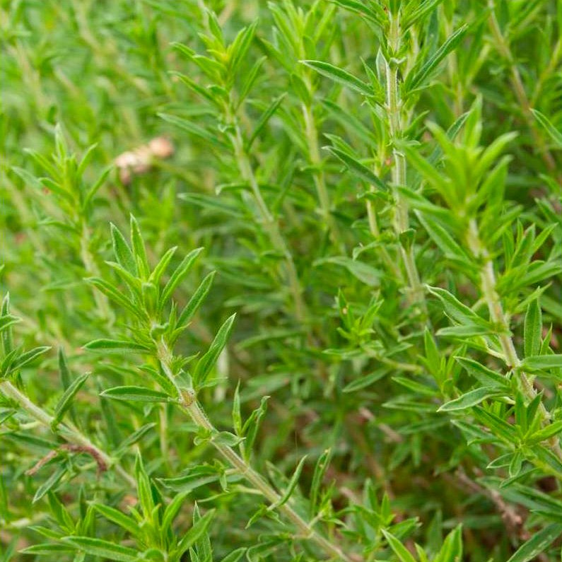 Semillas De Ajedrea Ecológicas_0