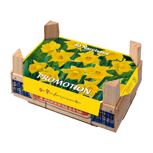 Caja Tray Narcisos 40 uds