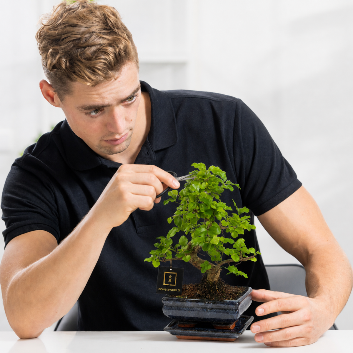 Bonsái Forma S 8 Años - Carmona O Zelkova - Incl. Maceta Y Plato_3