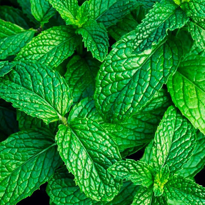 Lámpara Catalítica Blue Diamonds + Aroma Mountain Mint 500ml - Elimina Malos Olores, Impurezas Y Perfuma_3