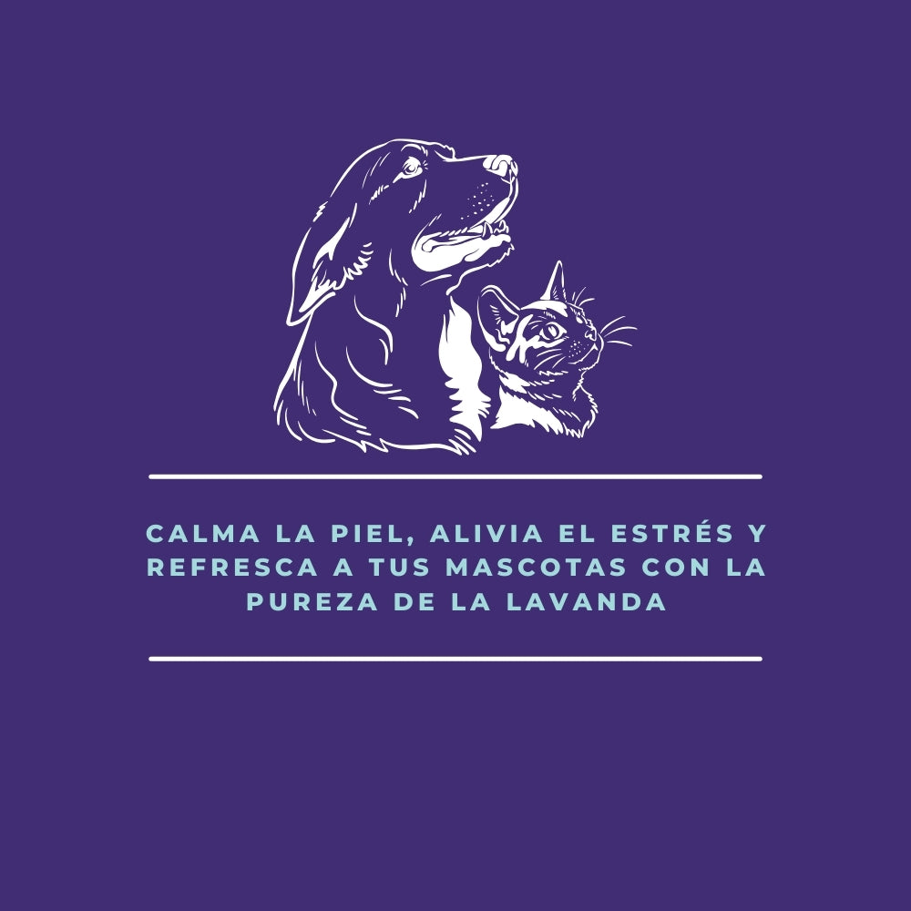 Hidrolato de Lavanda – Agua Aromática Natural para Limpieza, Relajación y Protección de Tus Mascotas - 250 ml_2