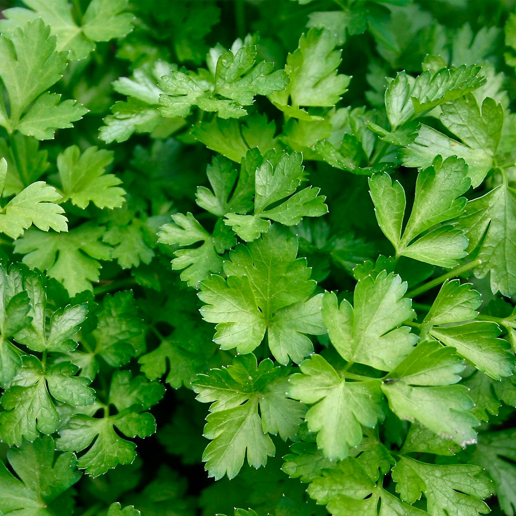 Maceta Perejil Común 10,5 Cm - Plantabo_1