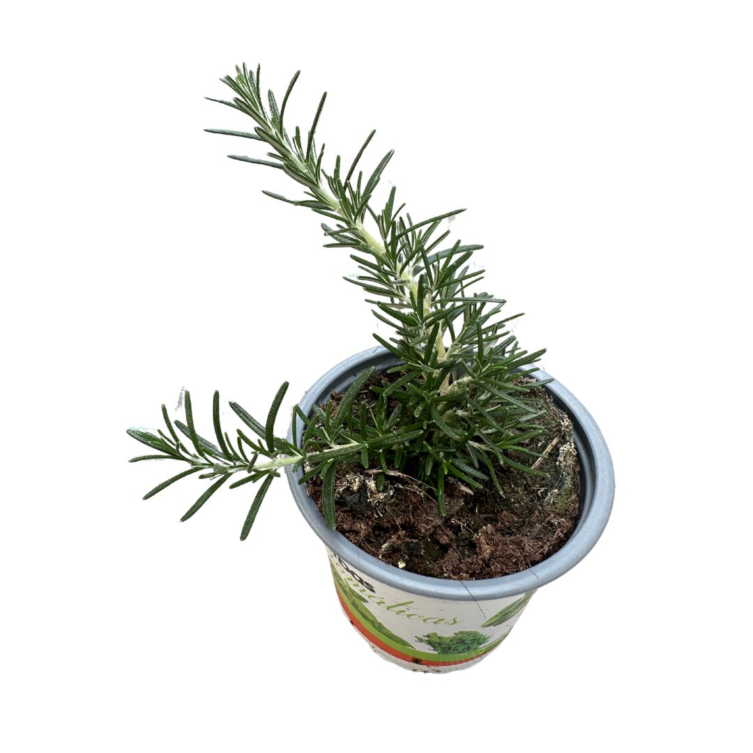 Romero Rastrero Planta Ornamental Para Jardines Y Macetas (rosmarinus Officinalis Prostratus) Maceta 17cm_0