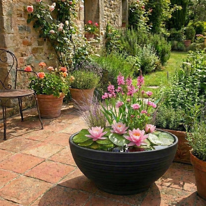 Mini Estanque Completo Rosa 25-90l - 4 Plantas, Ceratófilo Y 10 Marimos_1