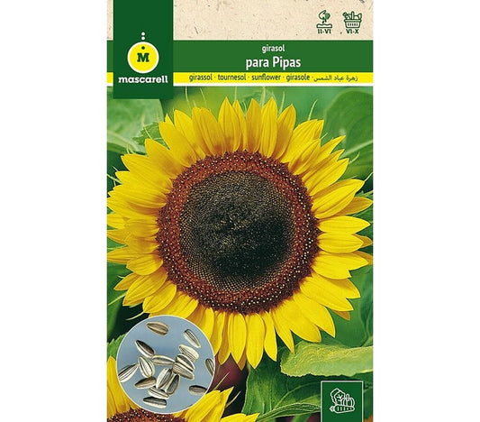 Semillas Girasol Para Pipas_0