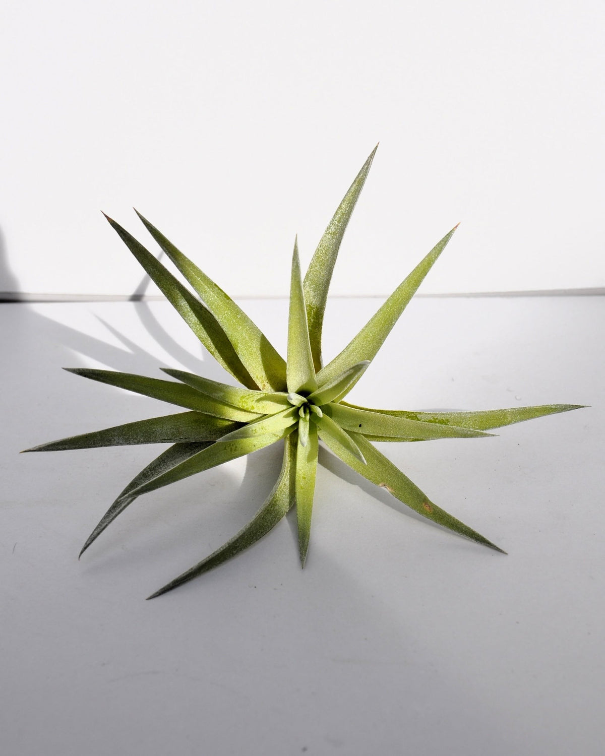 Tillandsia plagiotropica; planta del aire verde plateada; Curiosarium; altura 10-12 cm, diámetro 12-15 cm_0