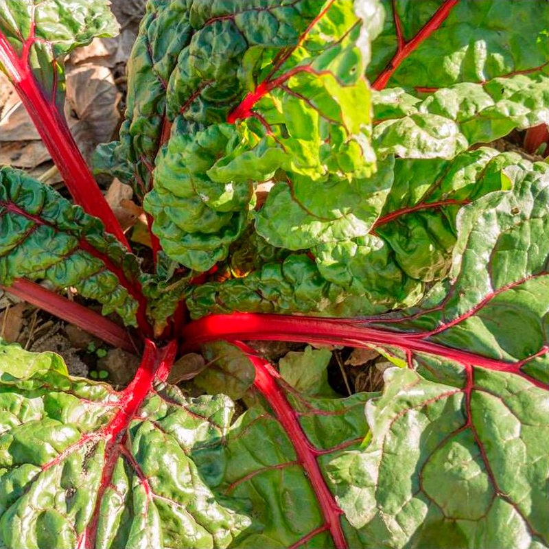 Semillas Acelga Roja Rhubarb Chard Ecológicas_0