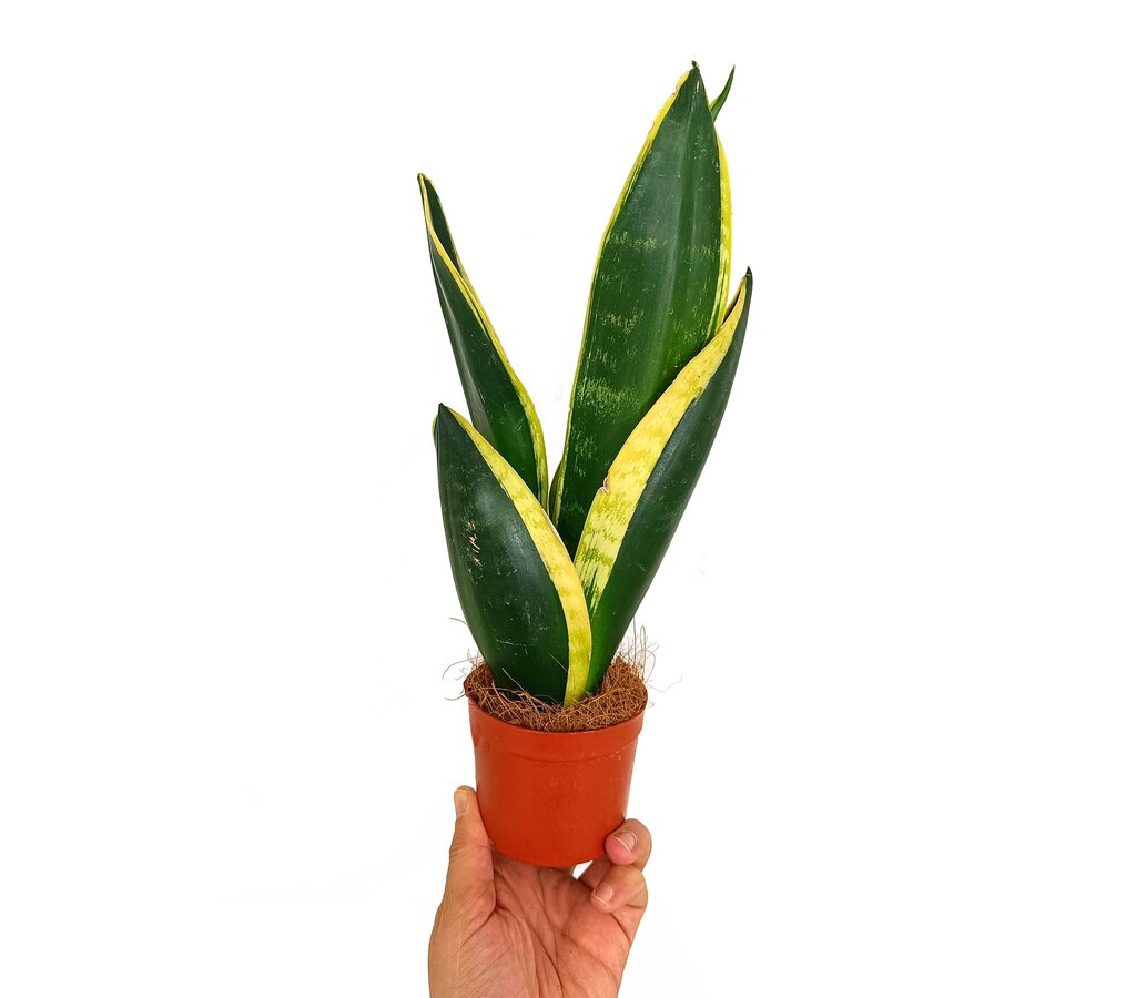 Sansevieria Trifasciata M9 (lengua De Suegra)_0