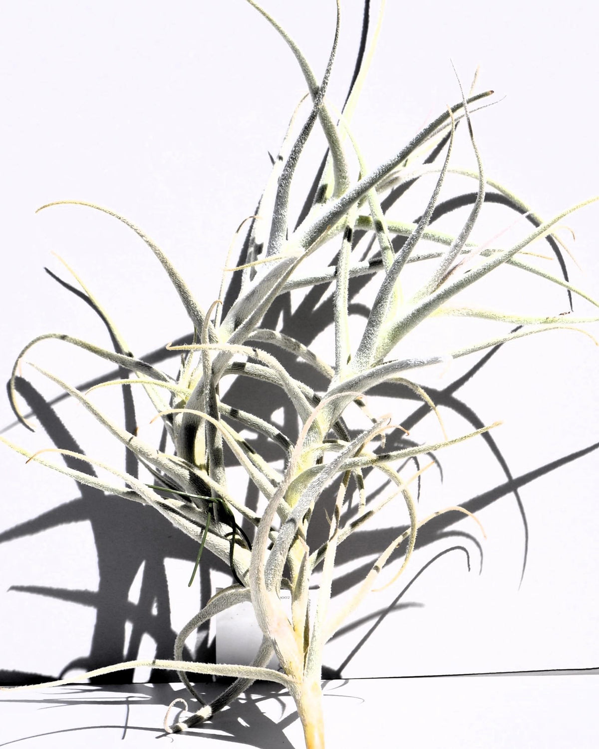 Tillandsia paleacea; planta del aire plateada; Curiosarium; altura 25 cm, diámetro 15-20 cm_0