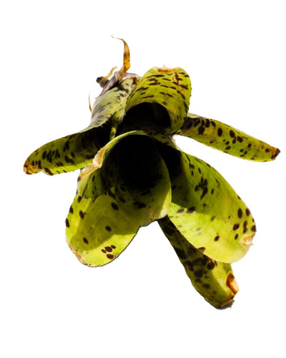 Neoregelia 'Anteia', Bromelia punteada, Curiosarium, Altura 22 cm, Diámetro 15 cm_4