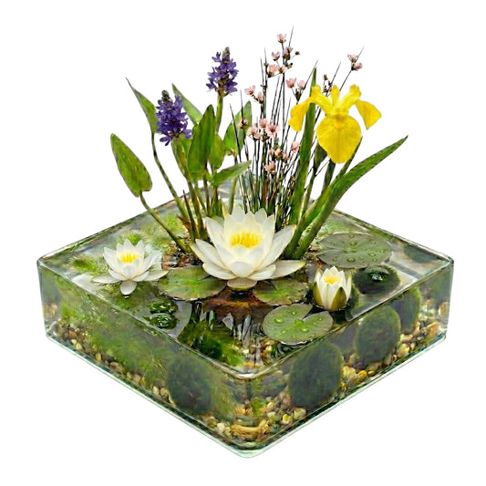 Mini Estanque Completo Blanco 25-90l - 4 Plantas, Ceratófilo Y 10 Marimos_0