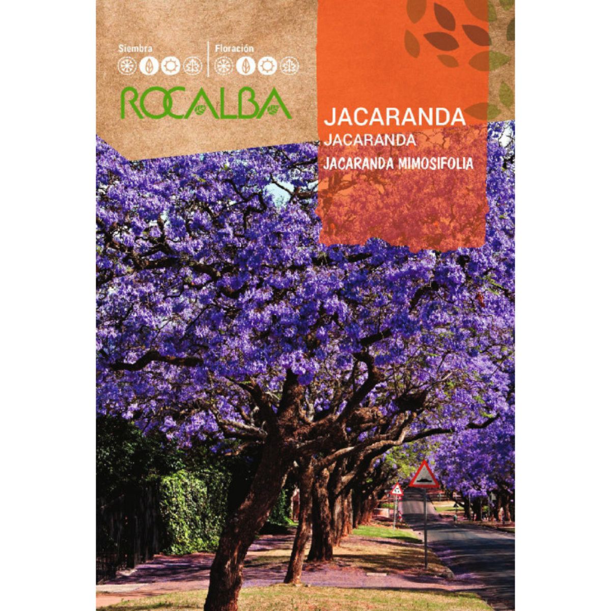 Semillas de Jacaranda Jacaranda mimosifolia