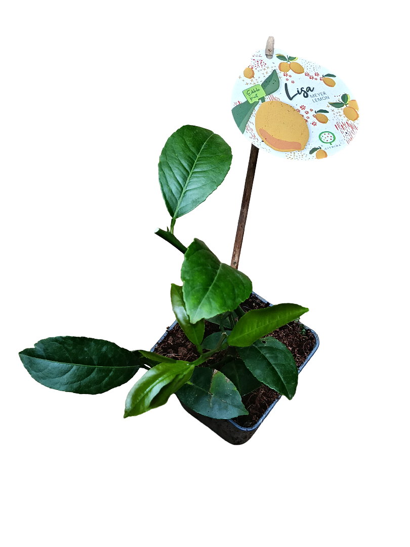 Limonero Joven Citrus Meyers De Hoja Verde Ø9_0