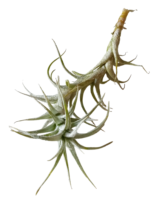 Tillandsia Stellifera Planta Natural Clavel Del Aire 8-10 Cms_0