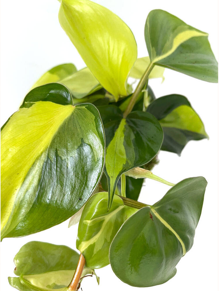 Kokedama Brasil 30cm_1
