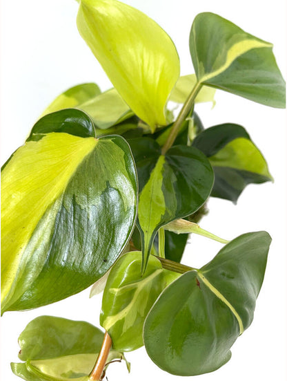 Kokedama Brasil 30cm_1