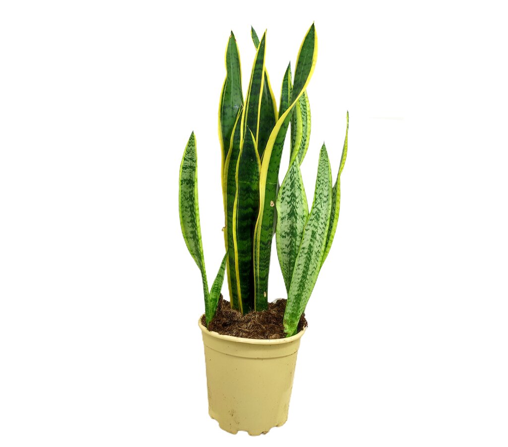 Sansevieria Laurentii M24 80cm (lengua De Suegra)_0