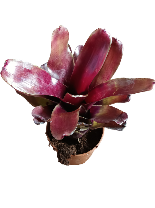 Neoregelia Casiopea Planta Bromelia De Interior 10 Cms_0