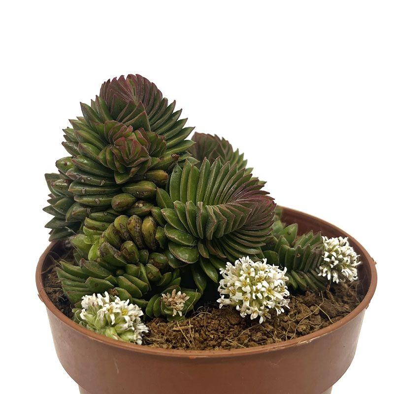 Crassula Starburst Cactus Y Suculentas M8,5 cm Ø_0