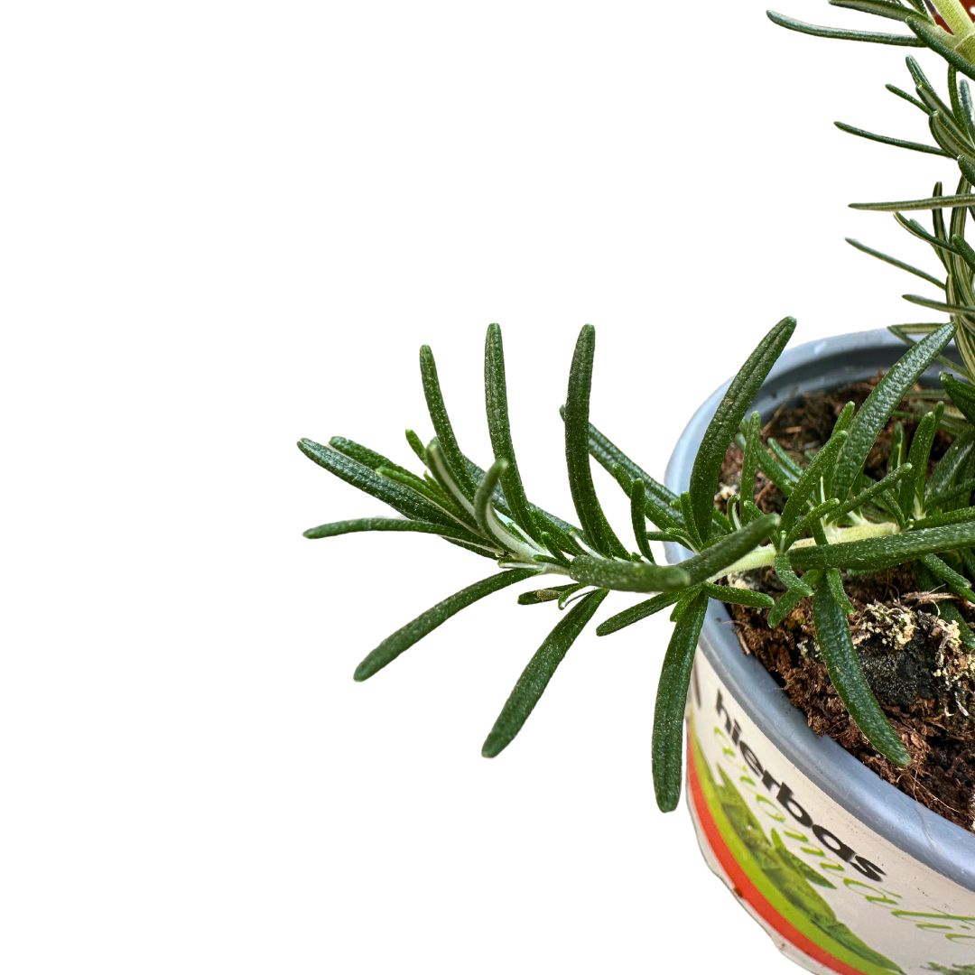 Romero Rastrero Planta Ornamental Para Jardines Y Macetas (rosmarinus Officinalis Prostratus) Maceta 17cm_1