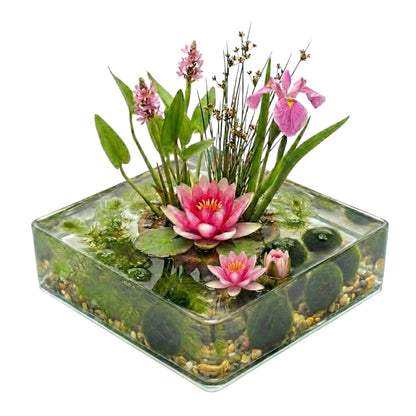 Mini Estanque Completo Rosa 25-90l - 4 Plantas, Ceratófilo Y 10 Marimos_0