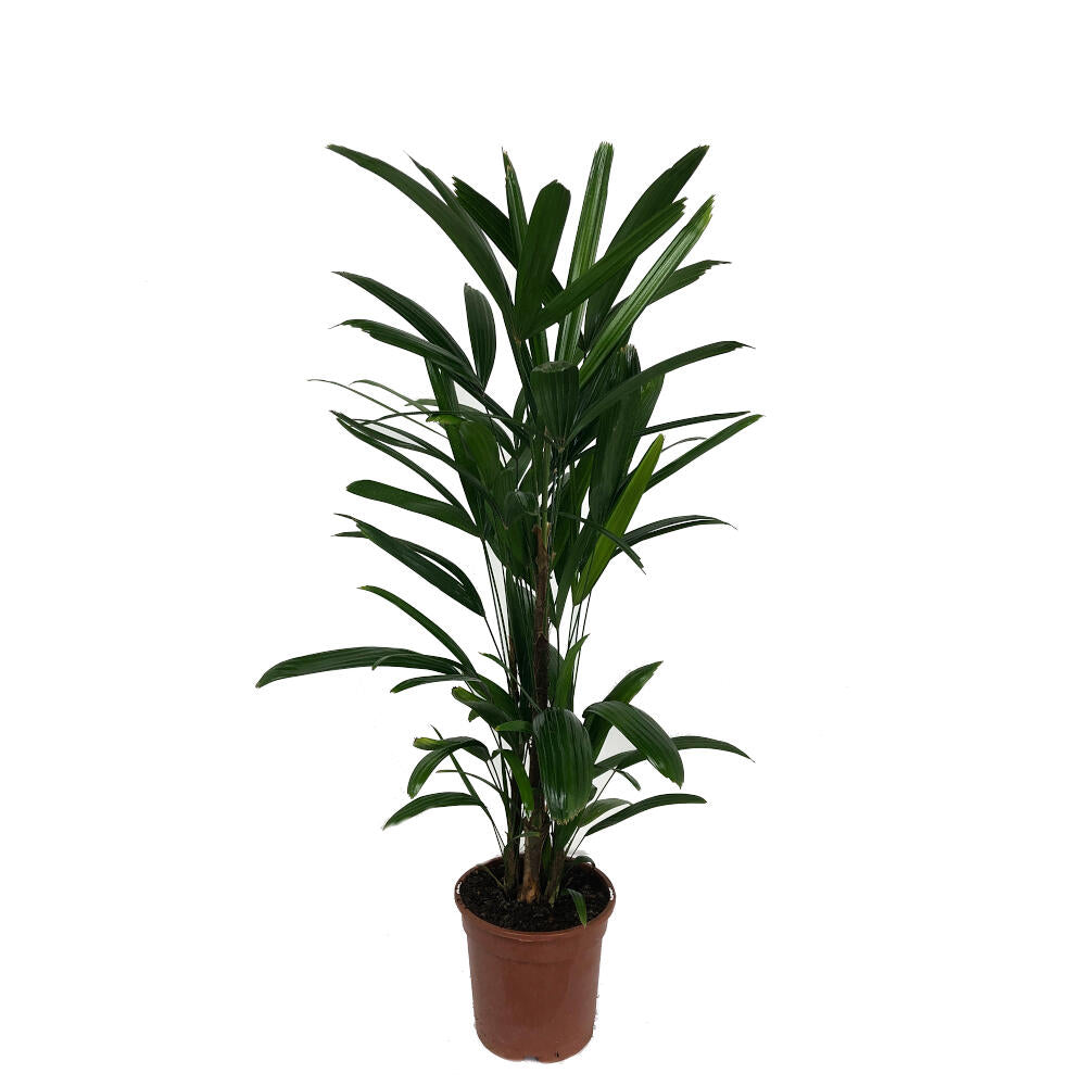 Raphis Excelsa M17 60cm (palma Bambú)_0