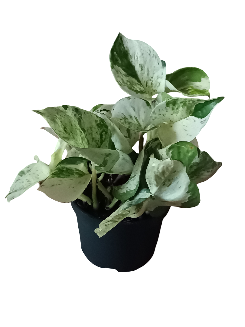 Potho Blanco Happy Leaf Planta De Interior Colgante Ø12_0