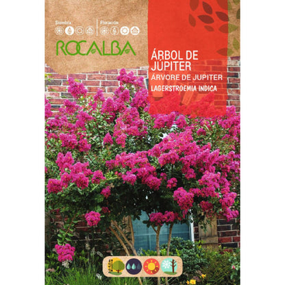 Semillas de Arbol de júpiter Lagerstroemia indica
