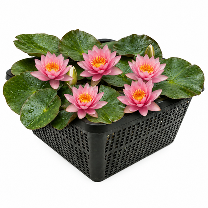 Nenúfar Enano Rosa - Nymphaea Pygmaea - 1x Nenúfar Multiflor Con Cesta_0