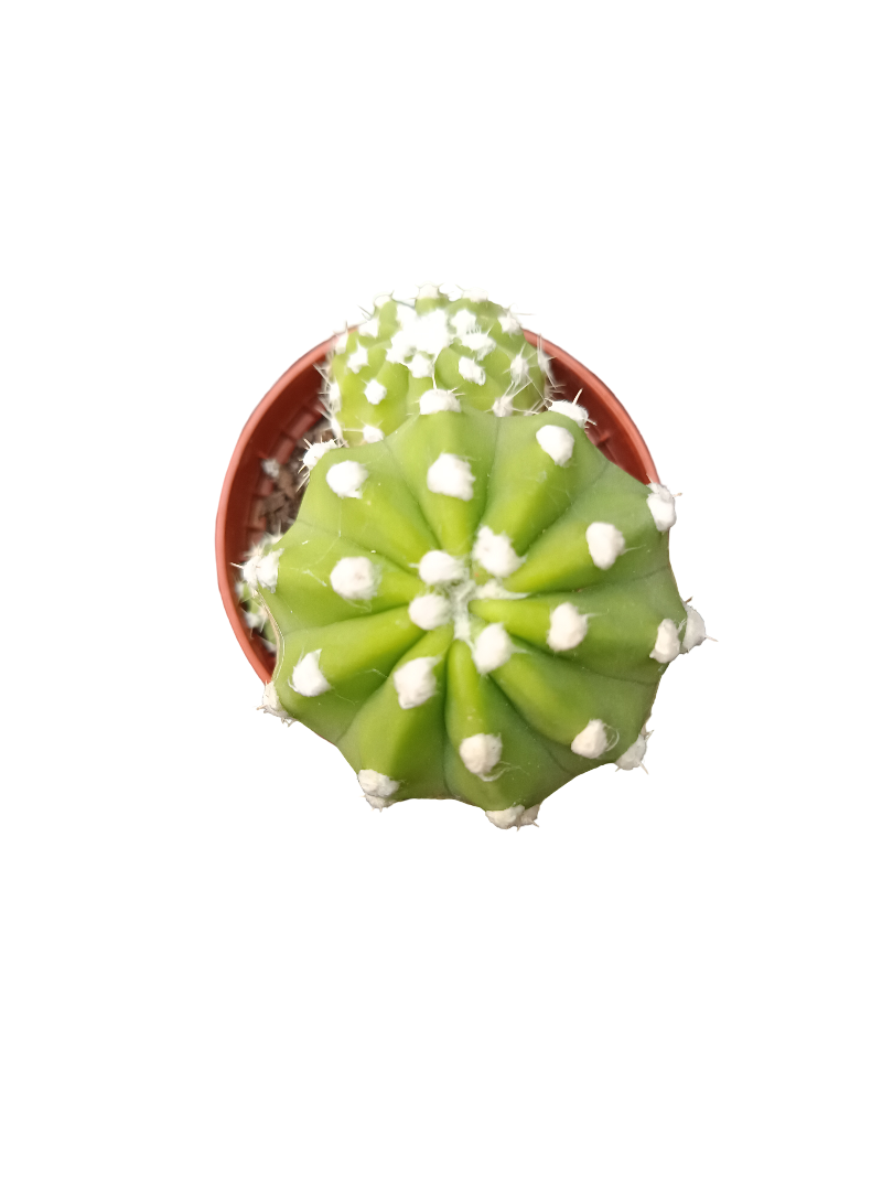 Cactus Surtido Aleatorio ☼ Planta Pequeña Ø5 Venta Por Unidad_3