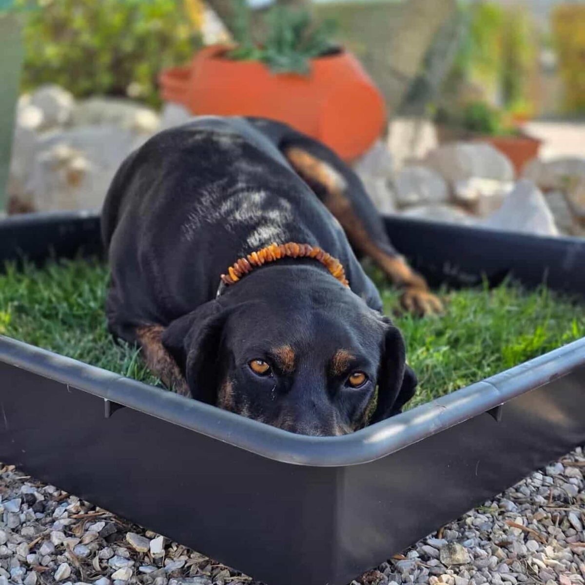 Petground, Cama Para Perros, Empapador, Alfombra Olfativa, Césped Natural, Xxl_4