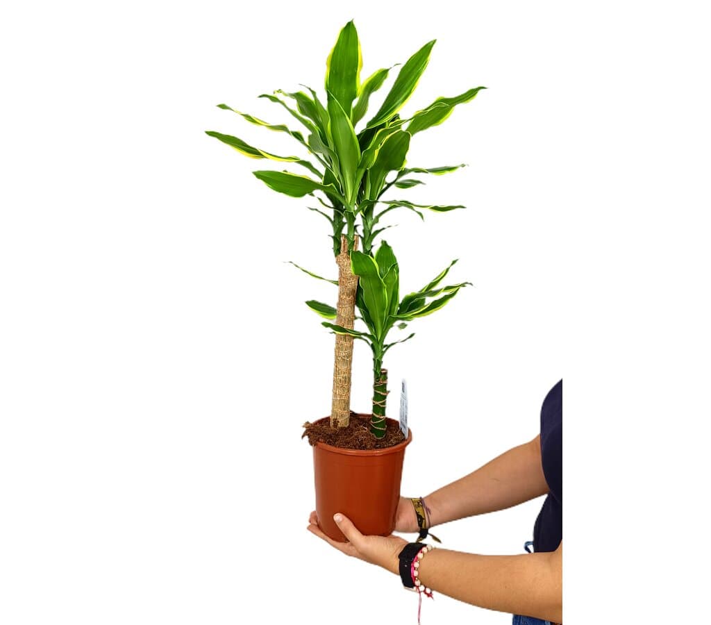 Dracena Gold Coast 2 Troncos 45-15 M17 70-80cm_0