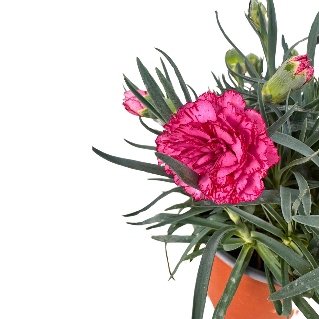 Clavel En Maceta De 13cm: La Flor Perfecta Para Alegrar Tu Hogar_1