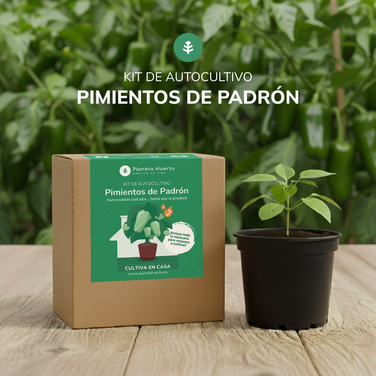 Kit de autocultivo Pimientos de Padrón Planeta Huerto
