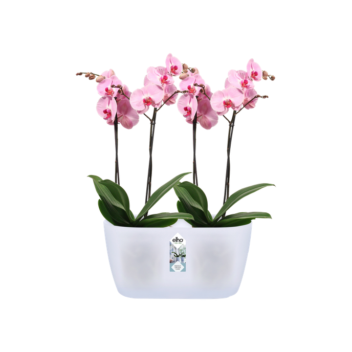Macetero doble orquídeas Brussels orchid duo Elho transúcido
