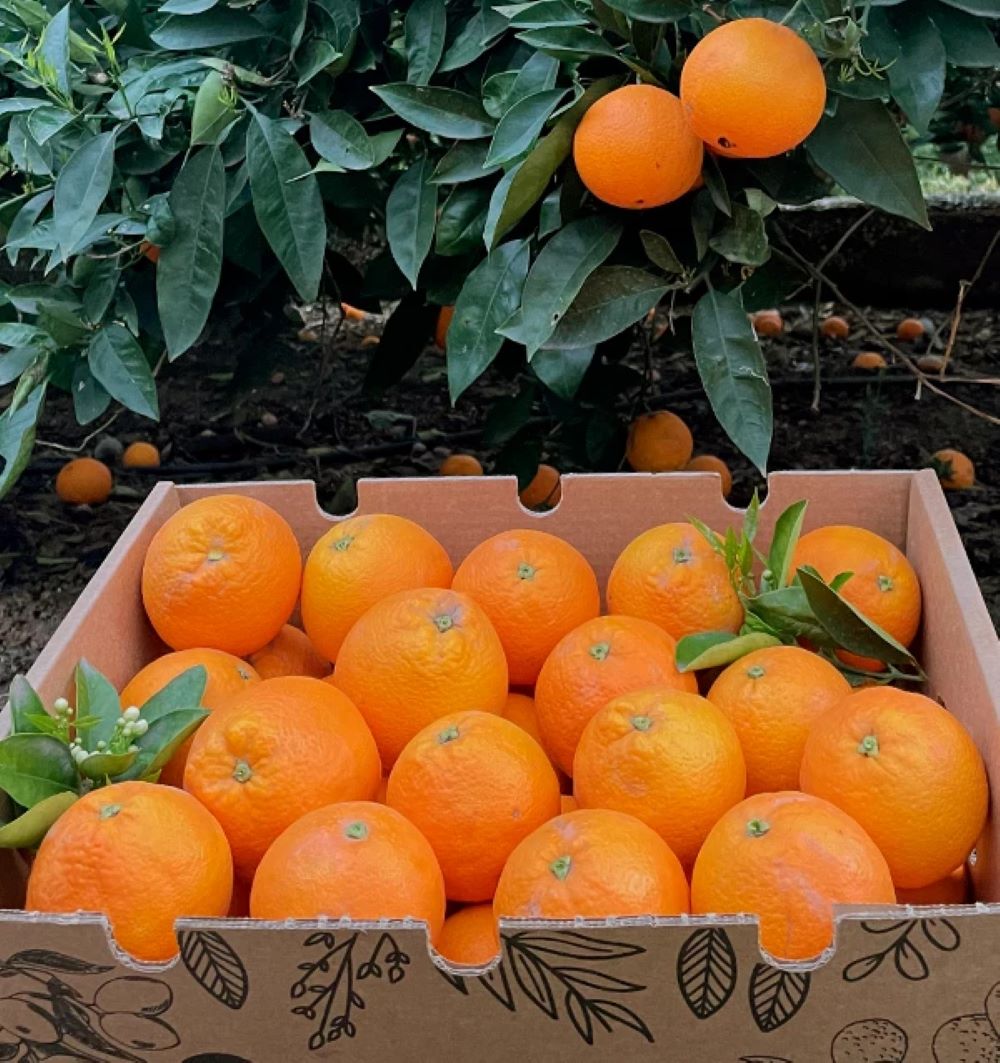 Caja De Naranjas Valencianas Frescas Tropitop 4kg_3