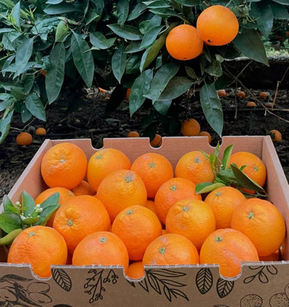 Caja De Naranjas Valencianas Frescas Tropitop 4kg_3