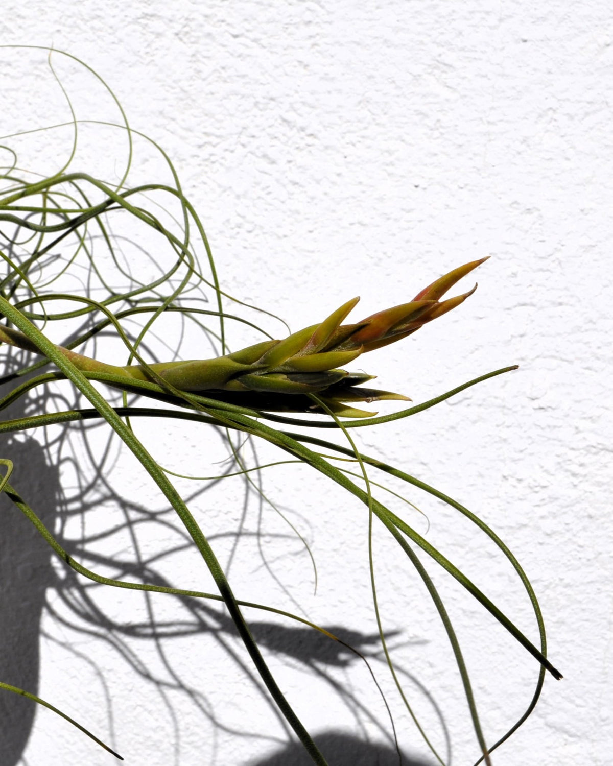Tillandsia butzii "clump"; planta del aire, mata de plantas; Curiosarium; altura 10-15 cm, diámetro 30-50 cm_5
