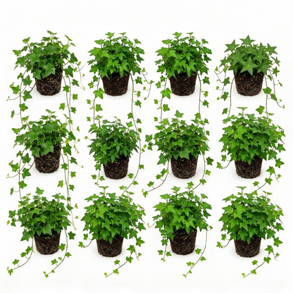 Hedera Hiedra Mixta 12 Plantas P9 - Cubresuelos Borde Estanque Sombra Resistente_0