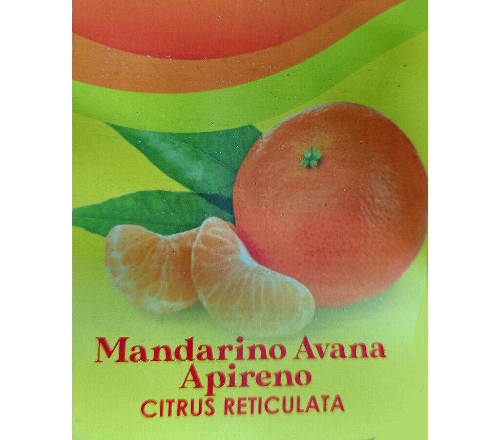 Mandarino Avana Tb20 100-130cm_1