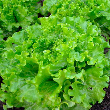 Plantón Lechuga Batavia 3 Unidades - PlantaBo_1