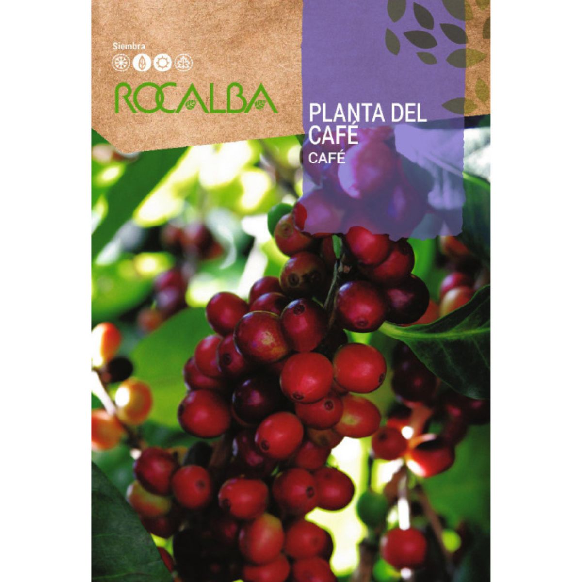 Semillas de Planta del café