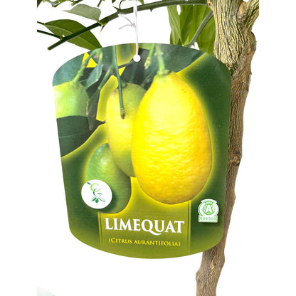 Limequat Copa M27 130cm_1