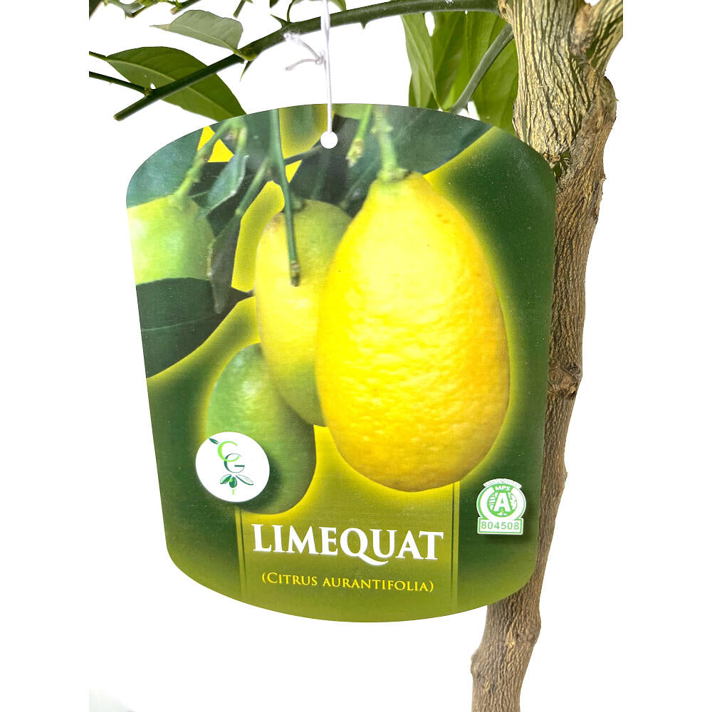 Limequat Copa M26 140cm_2