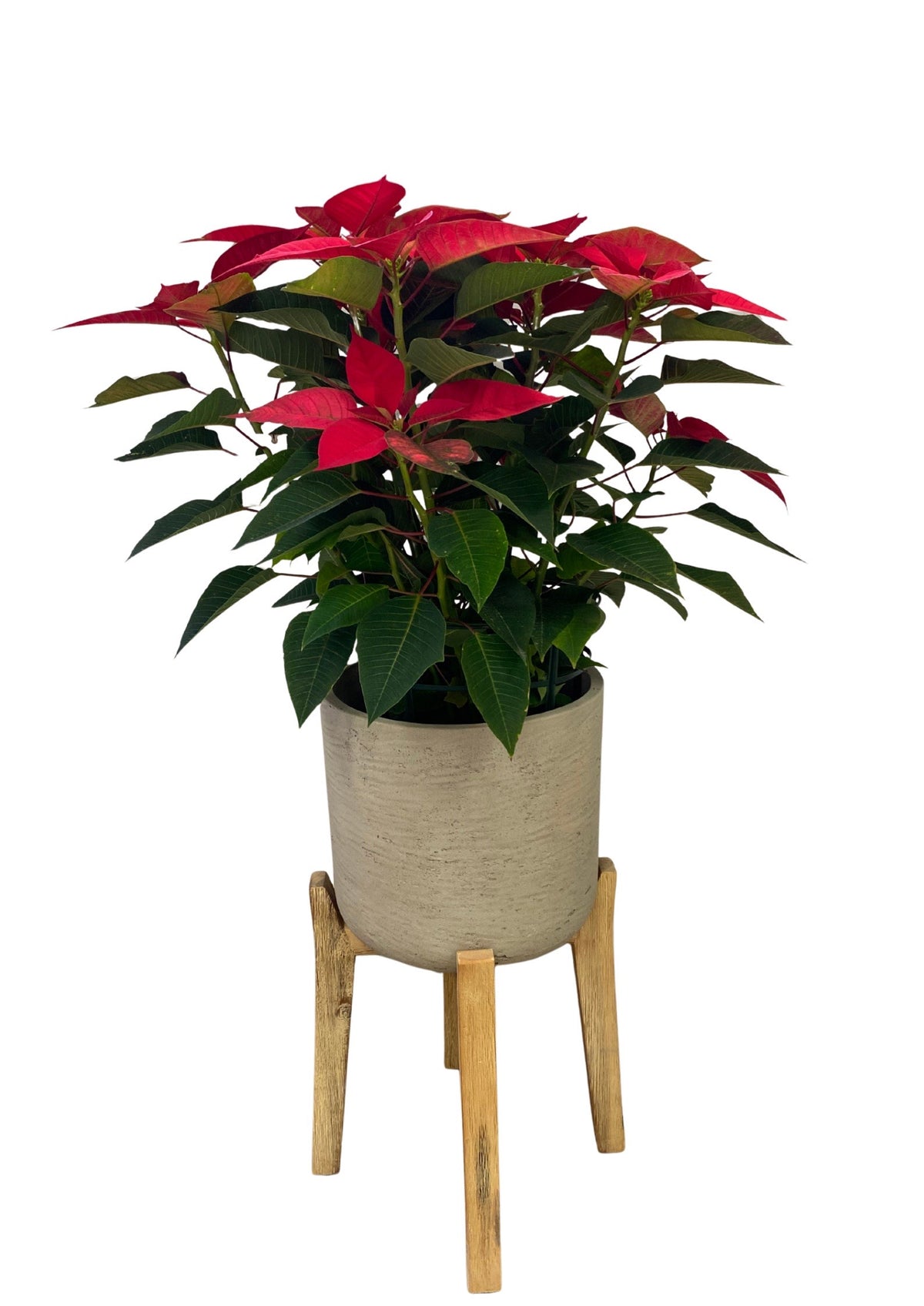 Poinsettia M-17 Roja_1