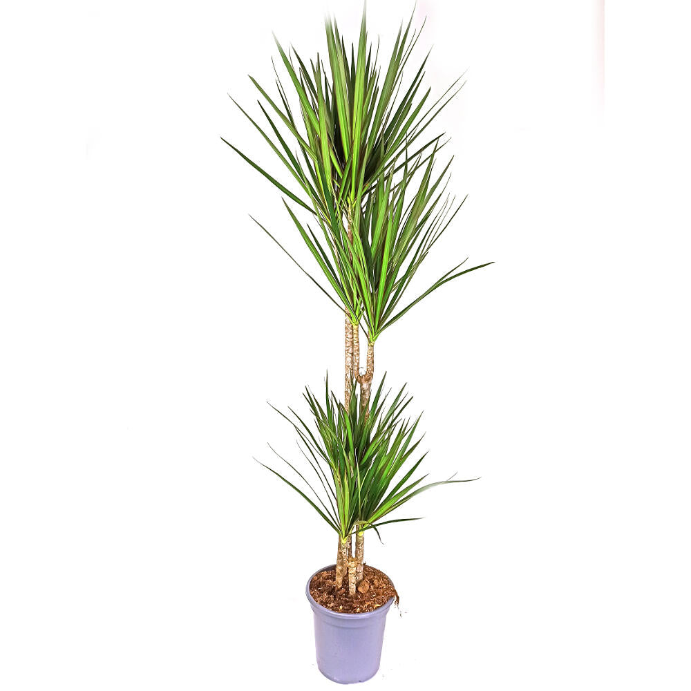 Dracena Marginata 4 Troncos 90-60-30-15 M22 120cm_0