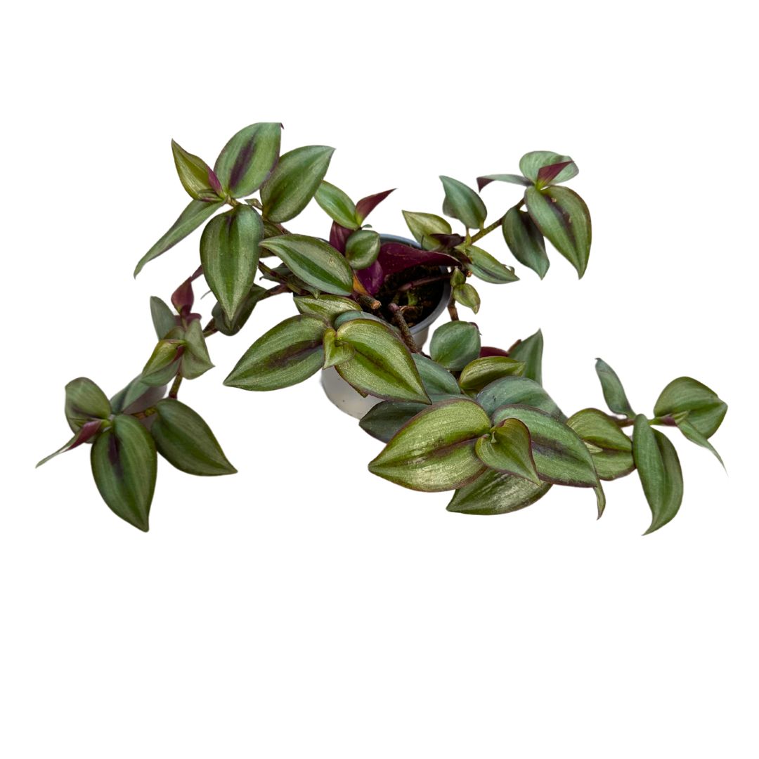 Tradescantia Planta De Amor De Hombre Maceta 15cm Colgar_0