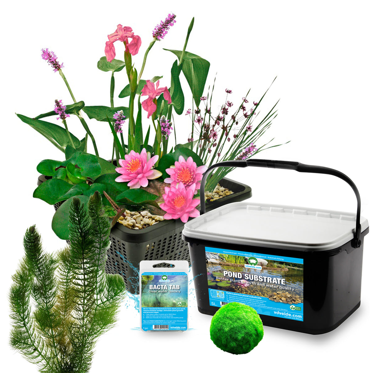 Mini Estanque Completo Rosa 25-90l - 4 Plantas, Ceratófilo Y 10 Marimos_2
