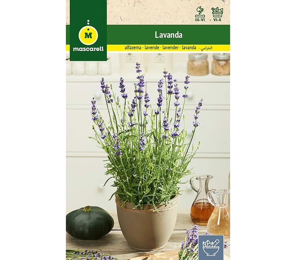 Semillas Lavanda Officinalis_0