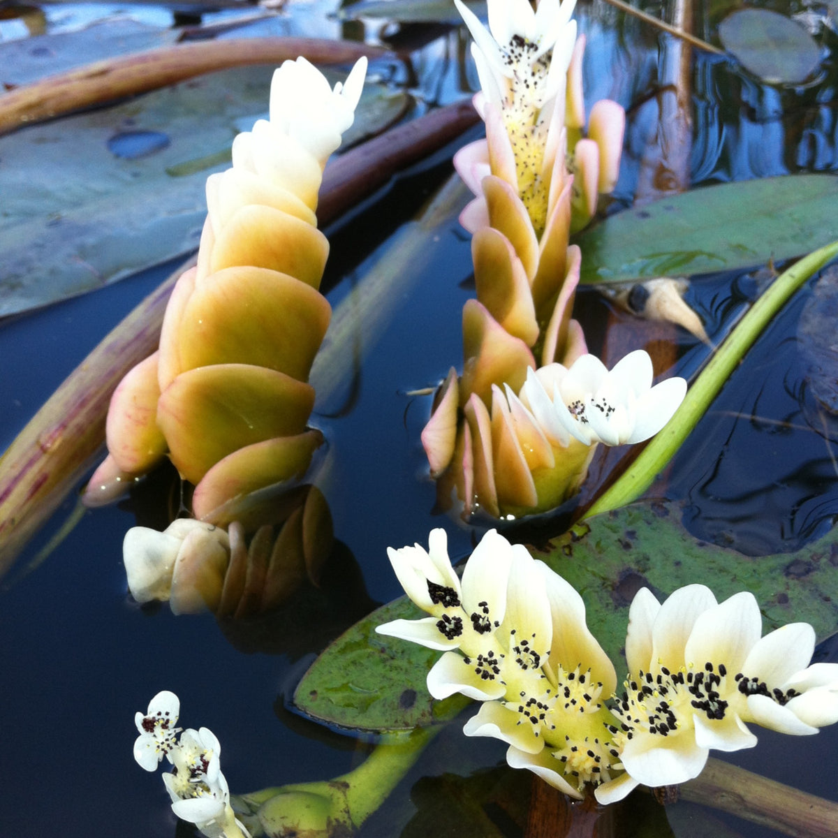 Nenúfar Del Cabo - Aponogeton Distachyos_2